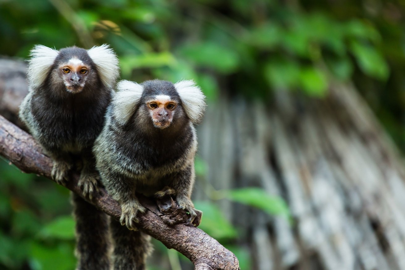 marmoset monkey.