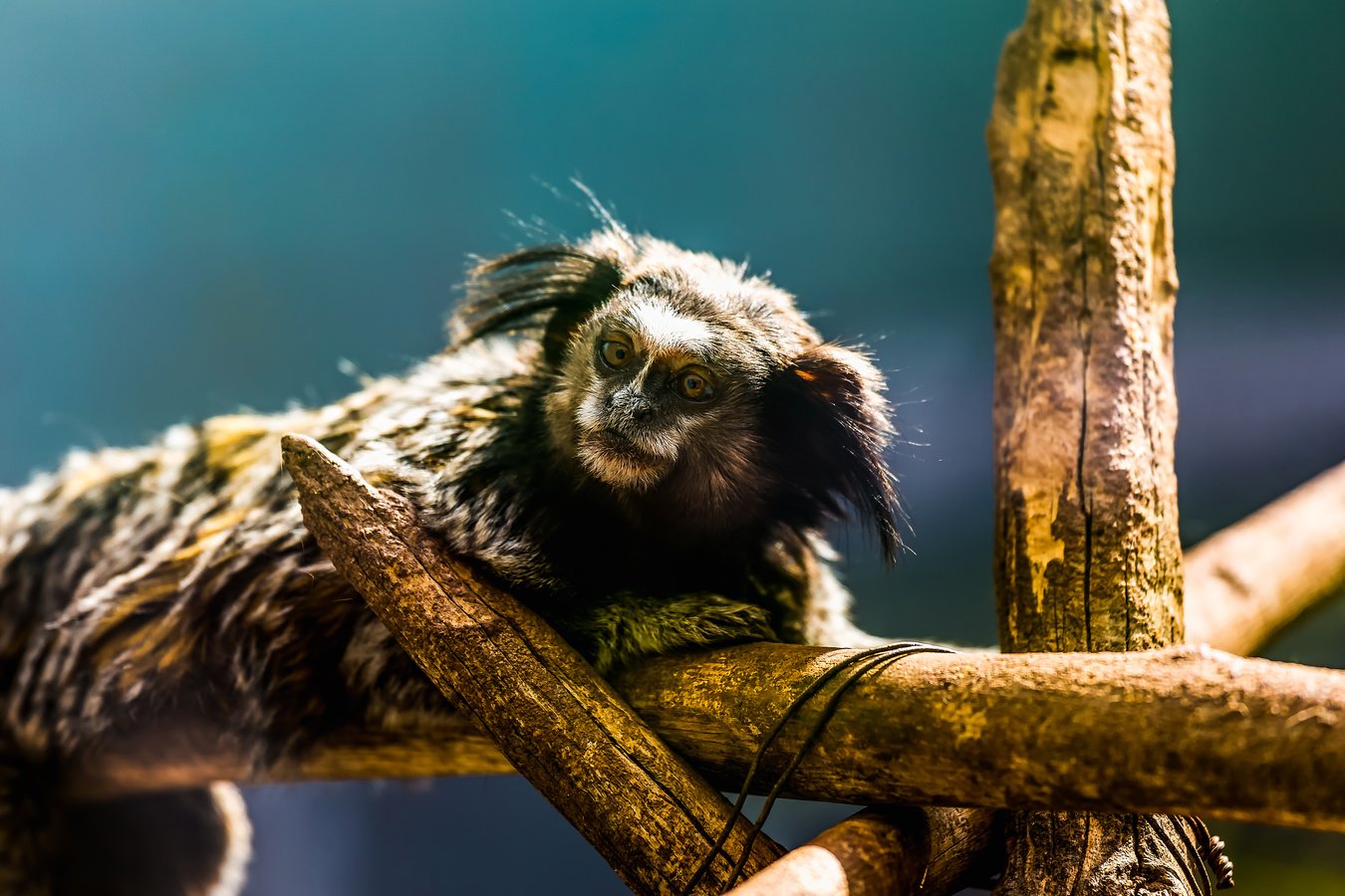 Monkey black-tufted marmoset