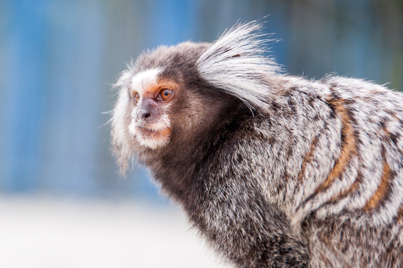 Marmoset