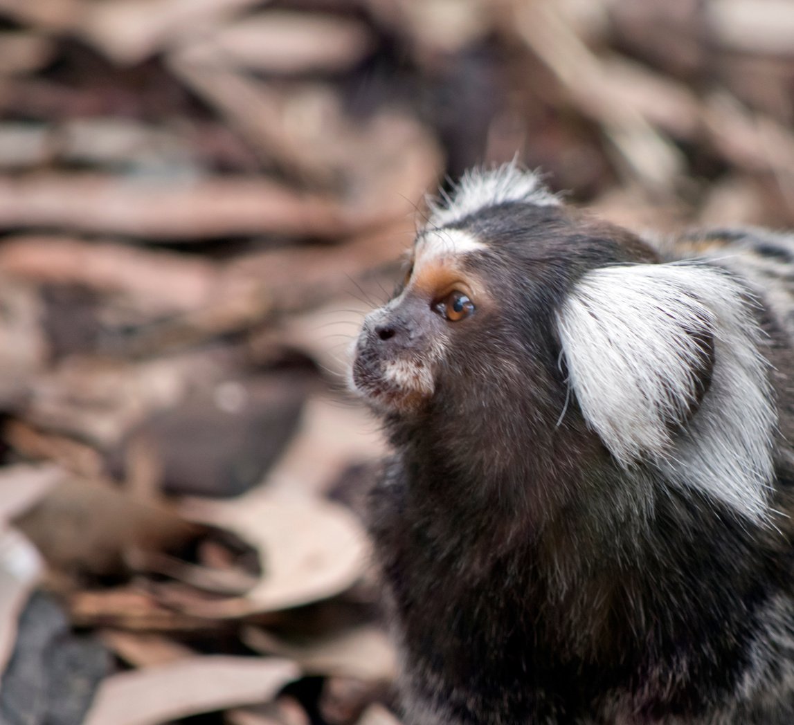 the white eared or common marmoset is looking for food