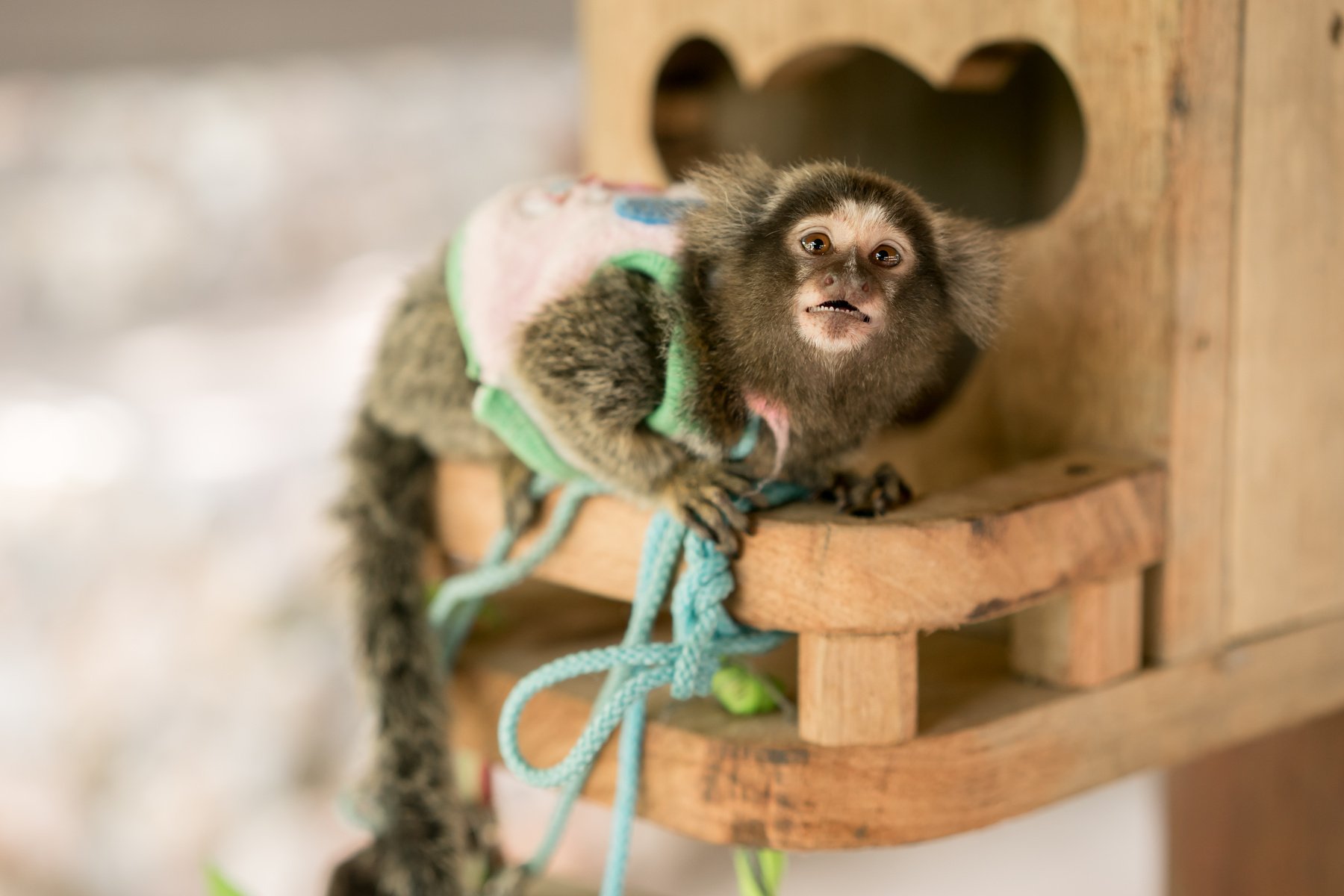 Young Marmoset monkey with surprise face