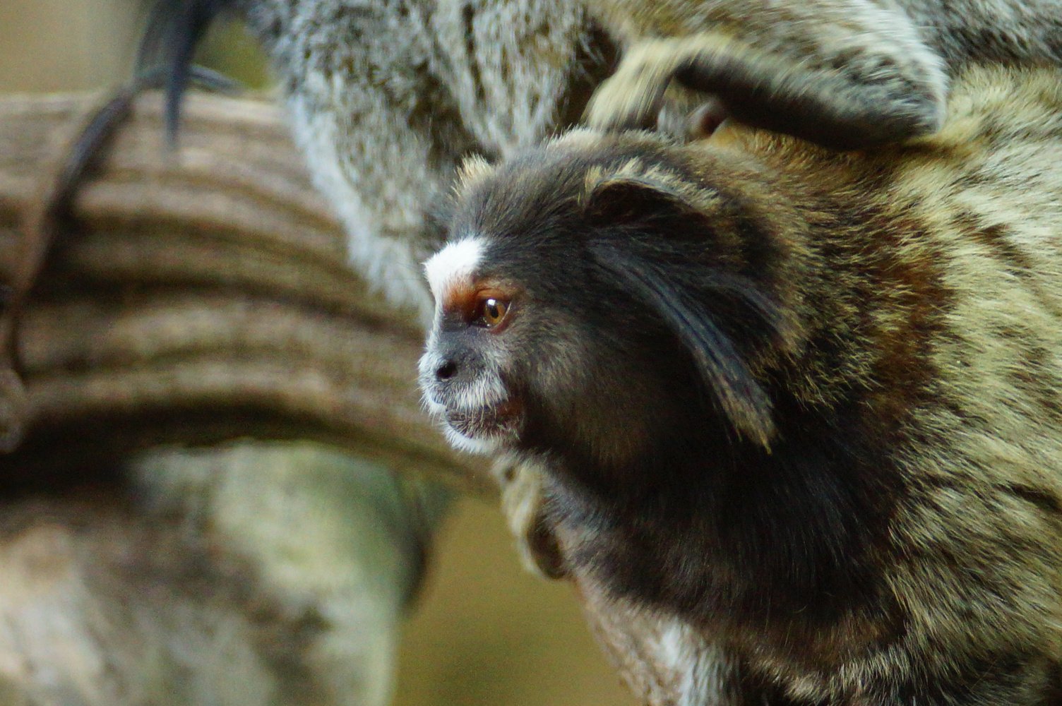 Black tufted-ear marmoset