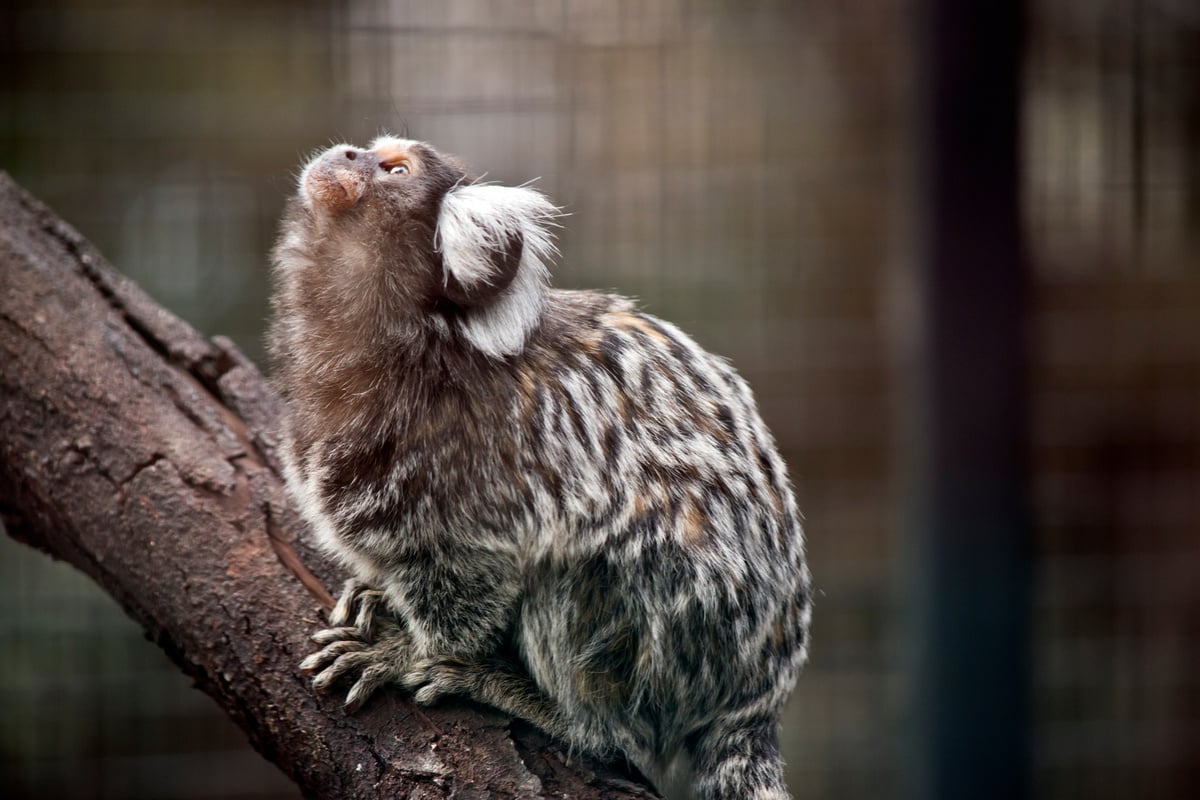 this is a side view of a common marmoset