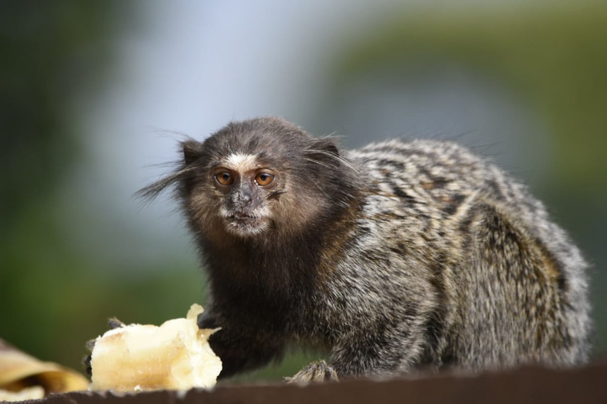 Marmoset Monkey