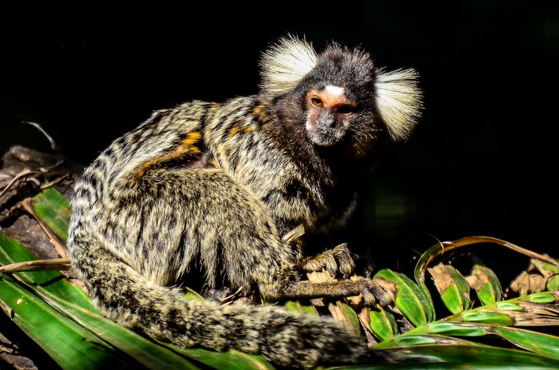 Marmoset Monkey