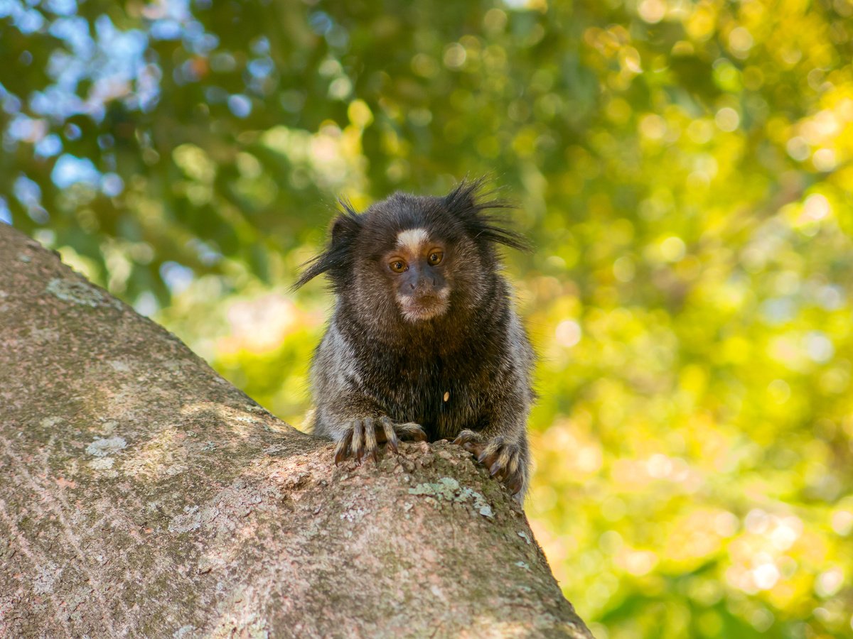 Marmoset