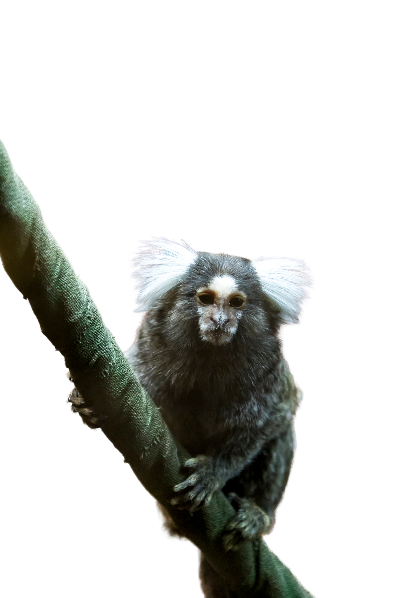 Marmoset