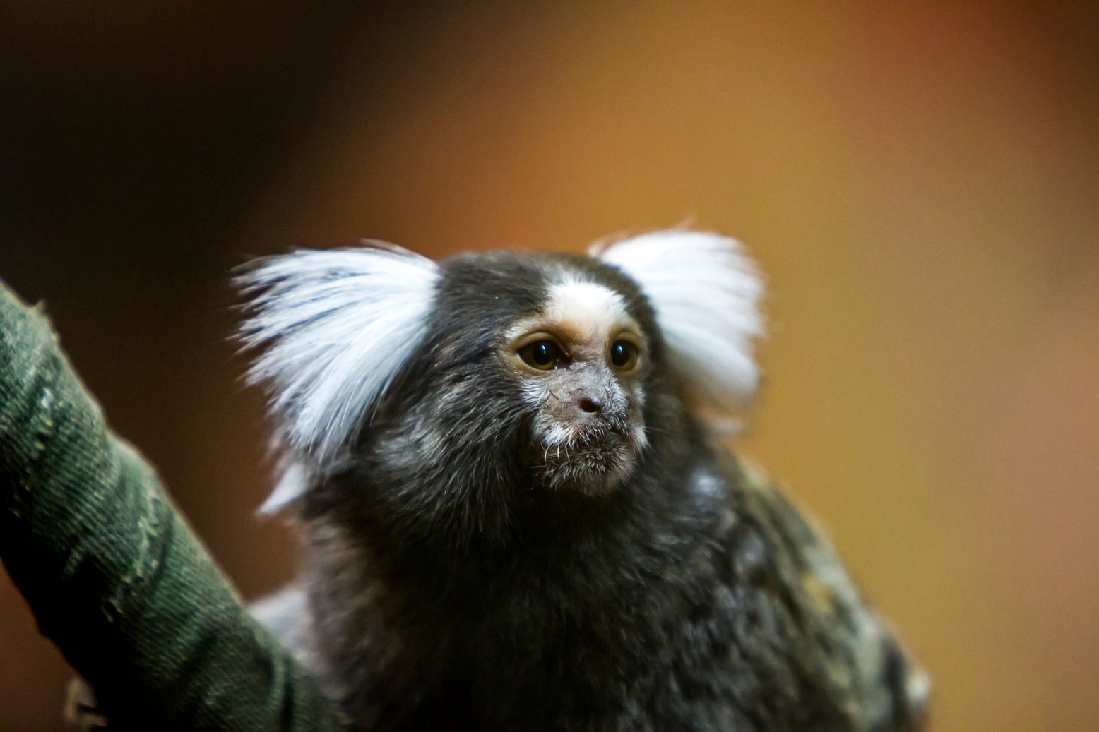 Marmoset