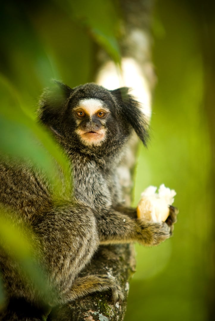 Marmoset