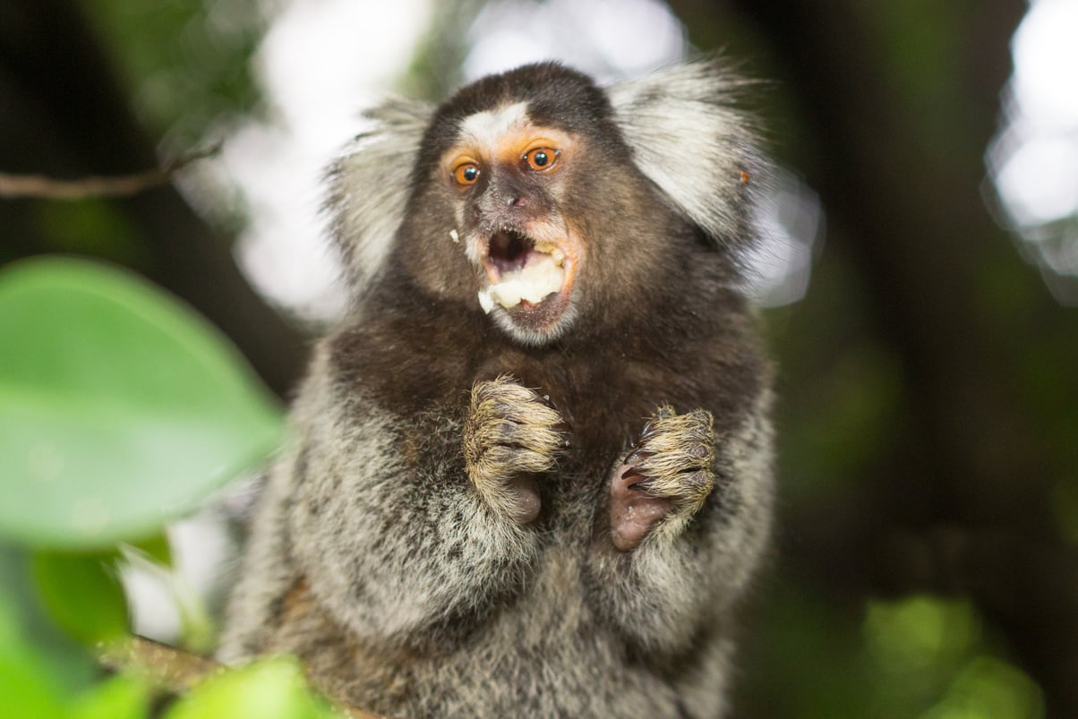 Marmoset/monkey Eating (funny)