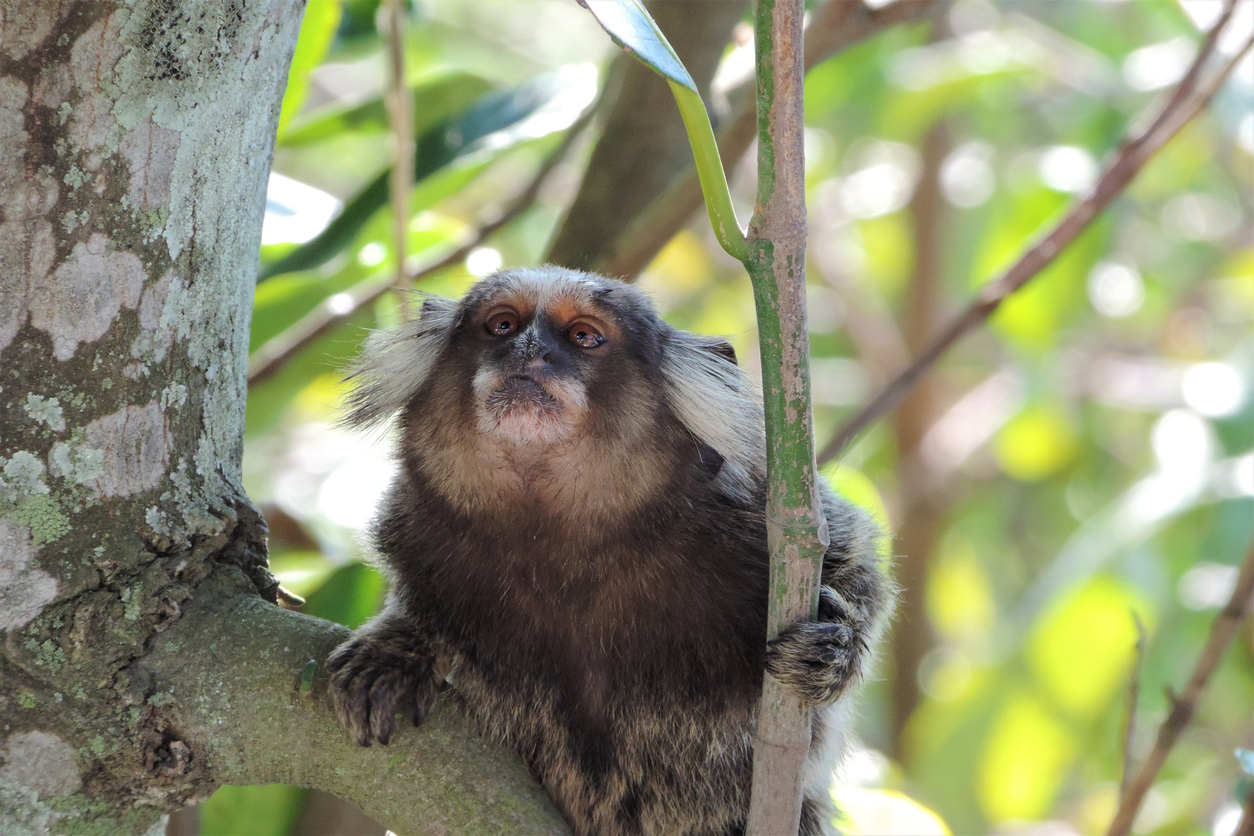 Marmoset