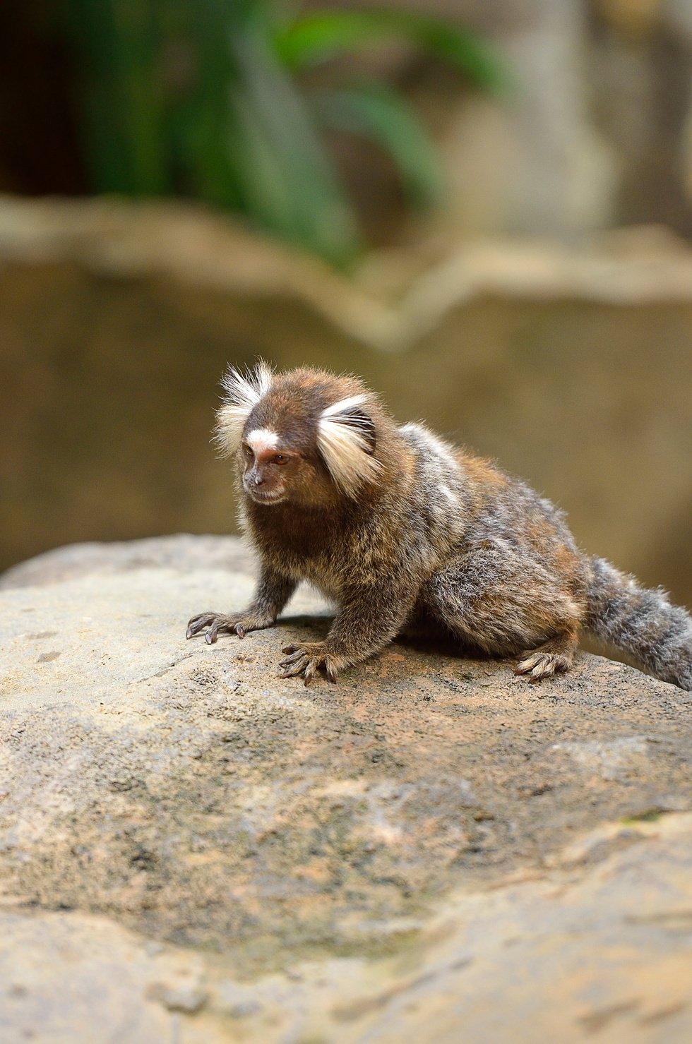 The Black Tufted-Eared Marmoset